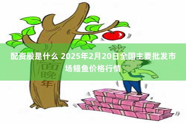 配资股是什么 2025年2月20日全国主要批发市场鳗鱼价格行情